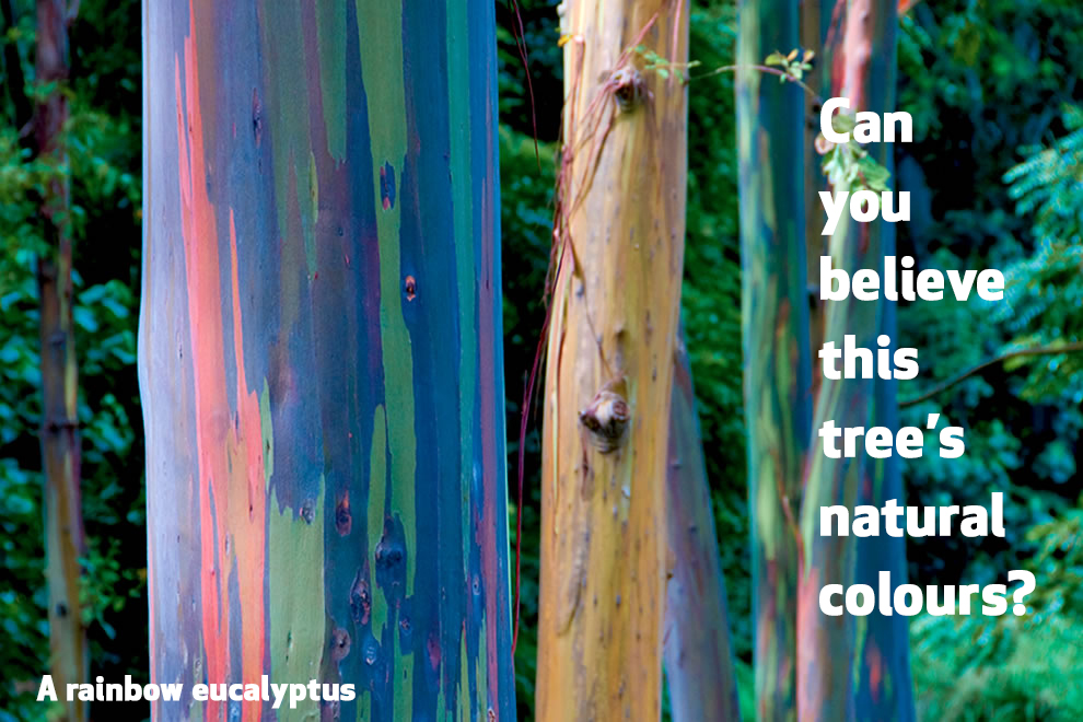 Photo of a colourful Rainbow Eucalyptus with the caption ‘Can you believe this tree’s natural colours?’